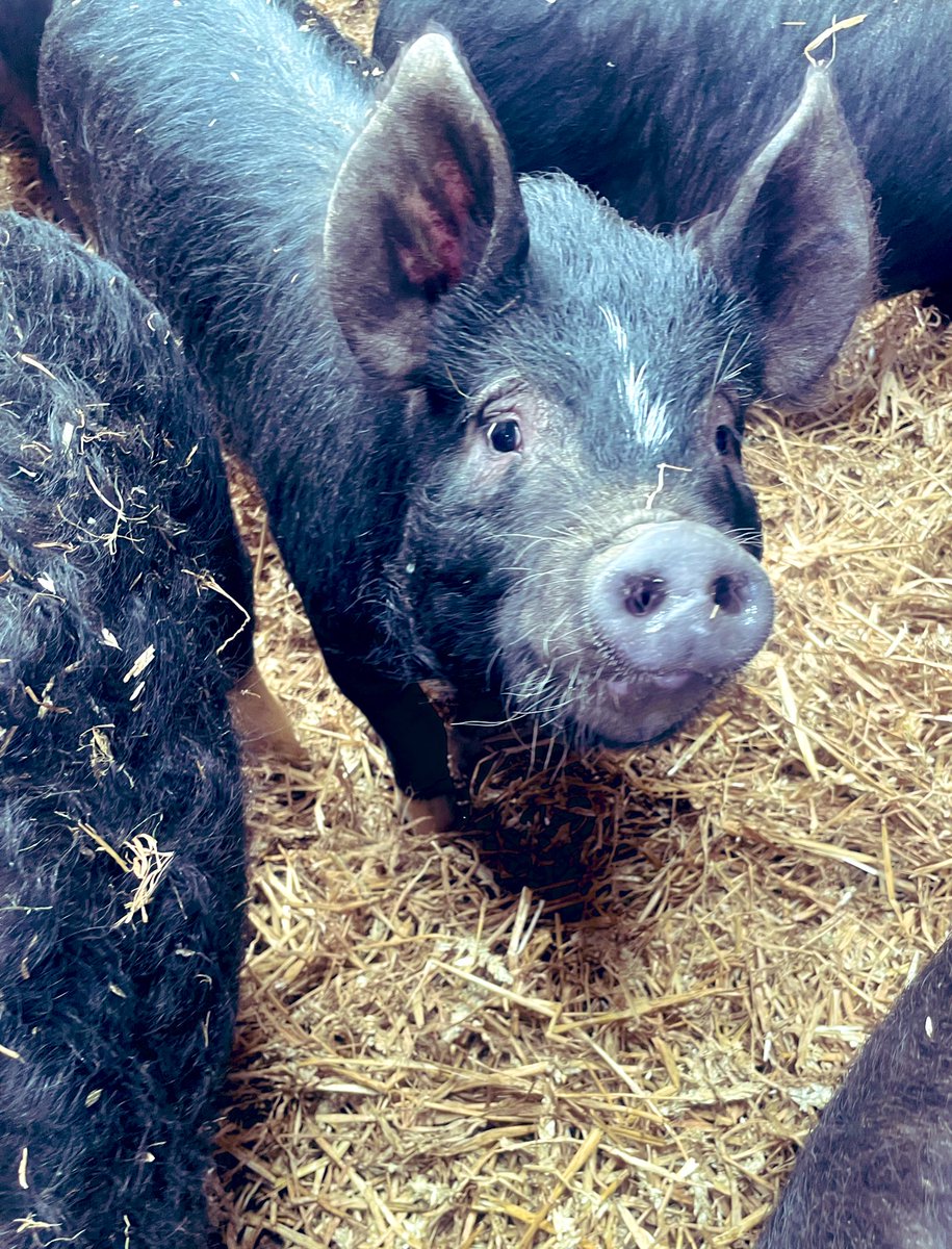 alison_woodall's tweet photo. Rowley Berkshires π·π·π·
#Pigs #Berkshires #Pork #RowleyProduce https://t.co/5G0DOys0tm