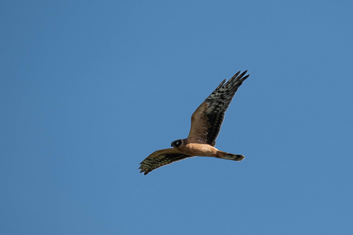 Lars Burnus tweet media