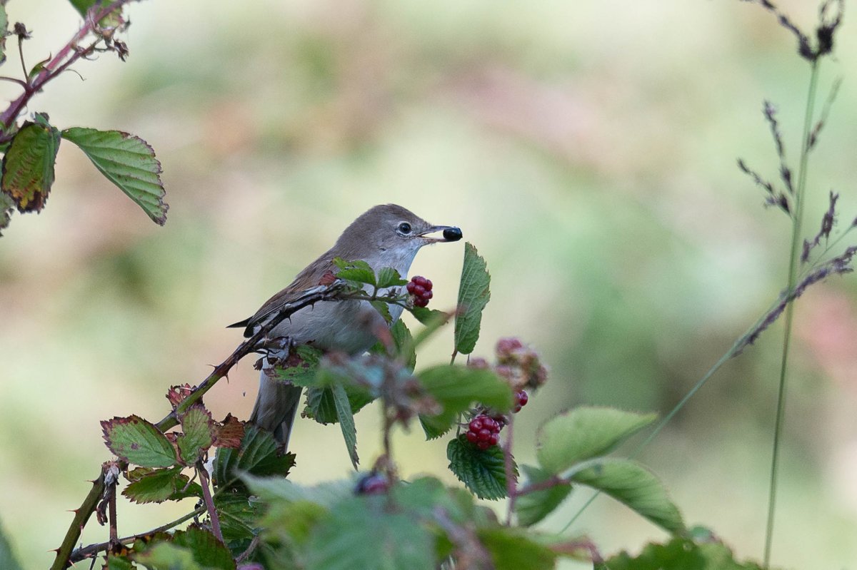 Lars Burnus tweet media