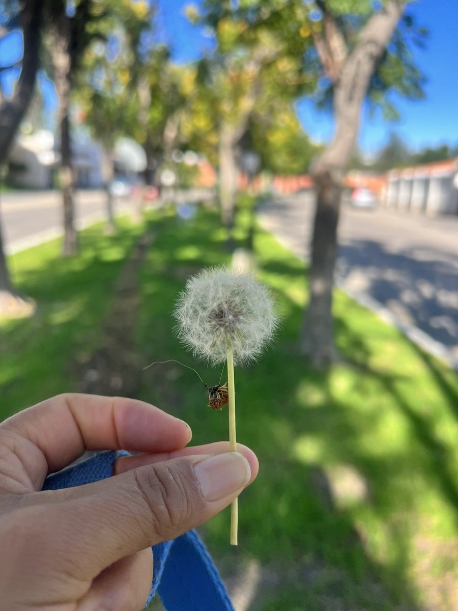 AdrianaMartW's tweet photo. Comienza el 2o día del #pokemongofest2023 🥳 Ayer, además de caminar 🚶🏻‍♀️ para capturar #pokemon, girar fotodiscos, eclosionar huevos, obtuve el #reto de los parques nacionales, pedí un deseo y hasta comí un helado 😋. Las cosas simples dan #felicidad 😃

#ilovedoit https://t.co/SgvaF8Uvs7