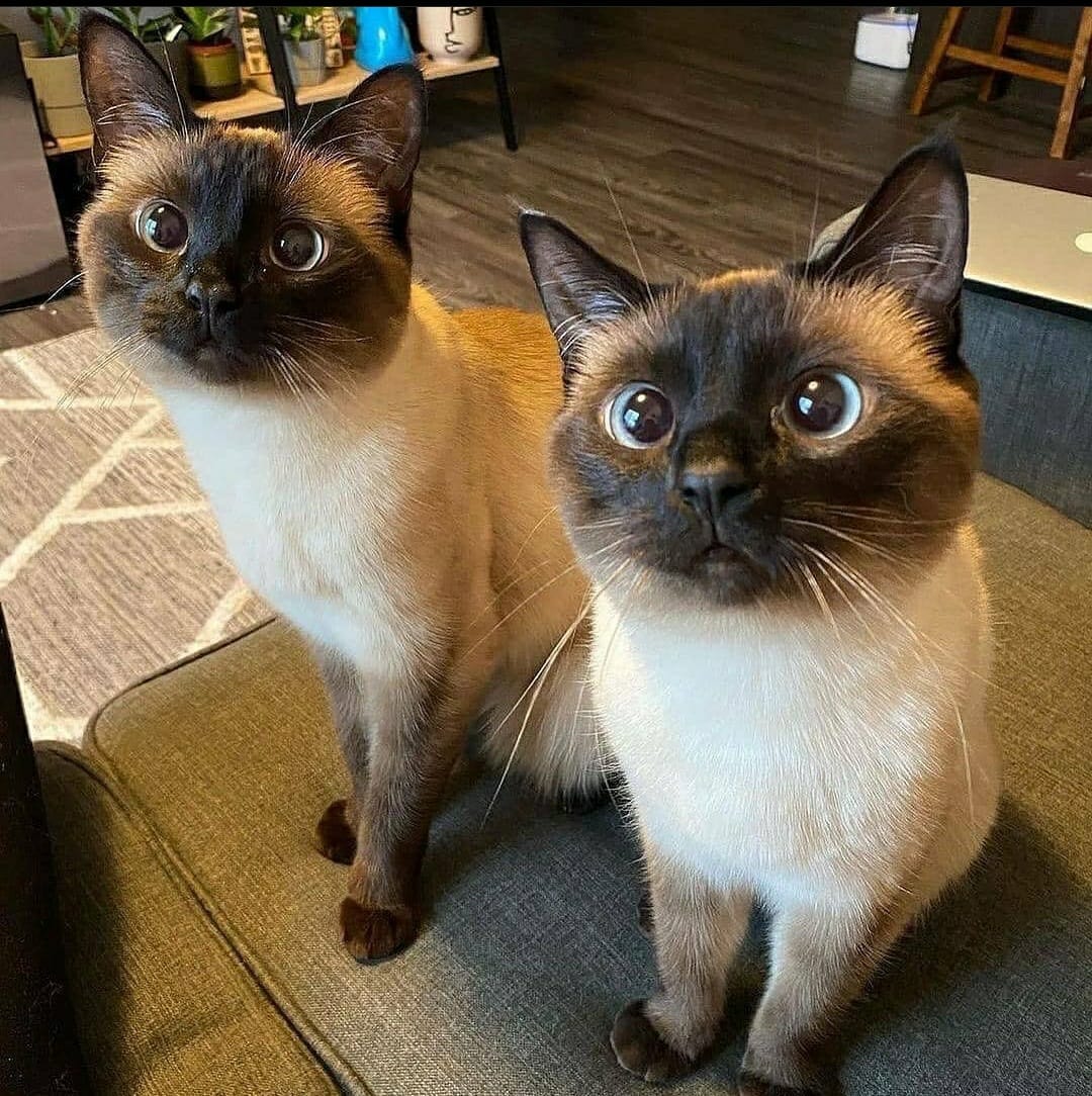 cats with powerful impression 🐾 tweet media