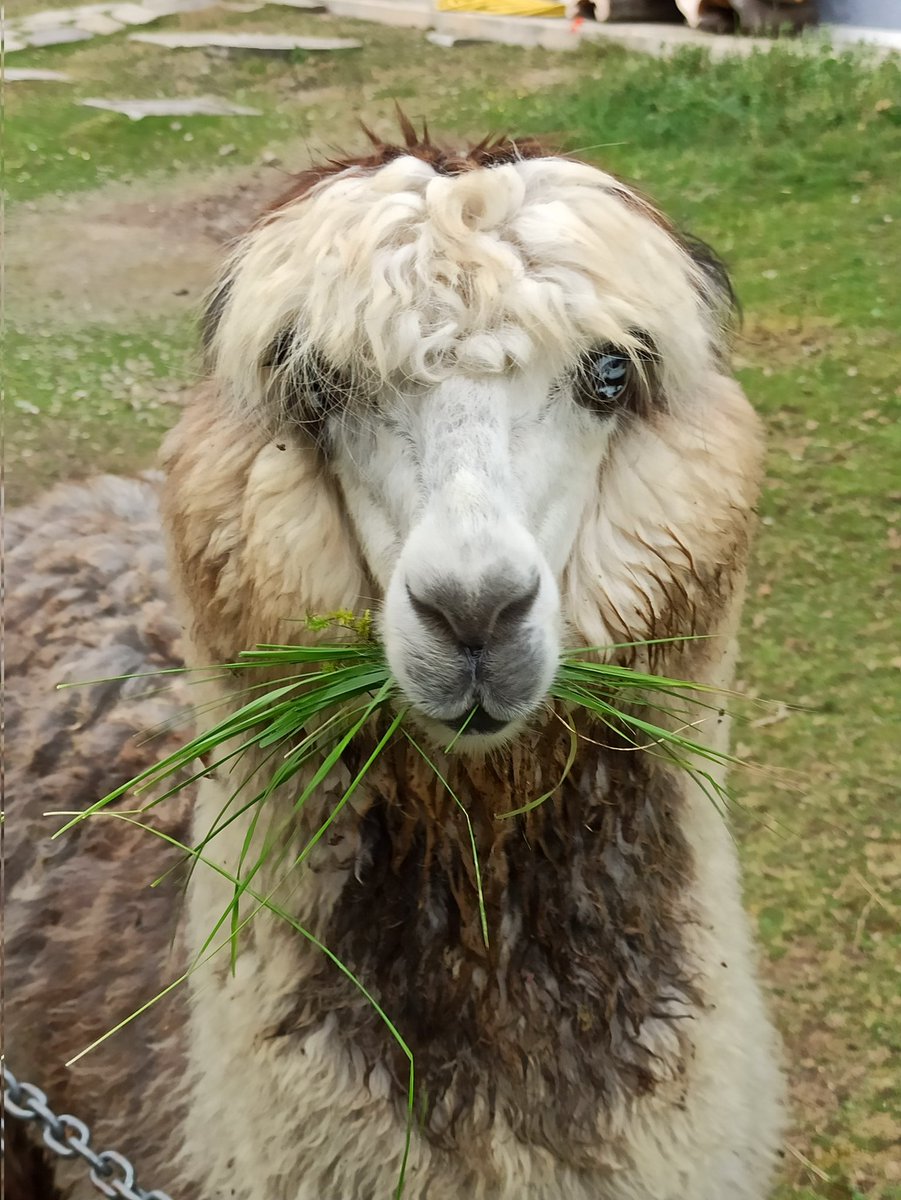 Dare da mangiare ad un alpaca, fatto