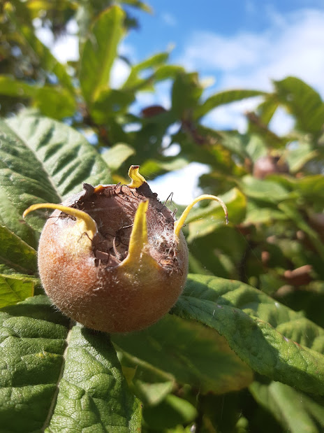 lingosia's tweet photo. Shakespeare and Chaucer used #medlars to convey the loss of womanly virtue. #OxburghHall
https://t.co/IexxHcZI2L https://t.co/fvRIMKj12Q