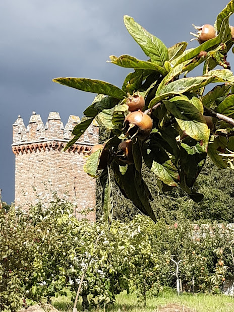 lingosia's tweet photo. Shakespeare and Chaucer used #medlars to convey the loss of womanly virtue. #OxburghHall
https://t.co/IexxHcZI2L https://t.co/fvRIMKj12Q