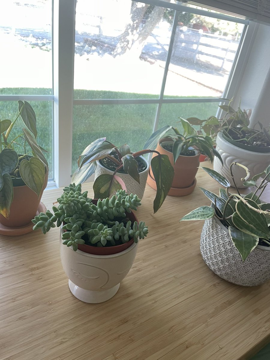 houseplantguy1's tweet photo. Good Morning Plant Twitter 🌞☕️
#houseplants #planttwitter #plants https://t.co/bfZslYa0sC