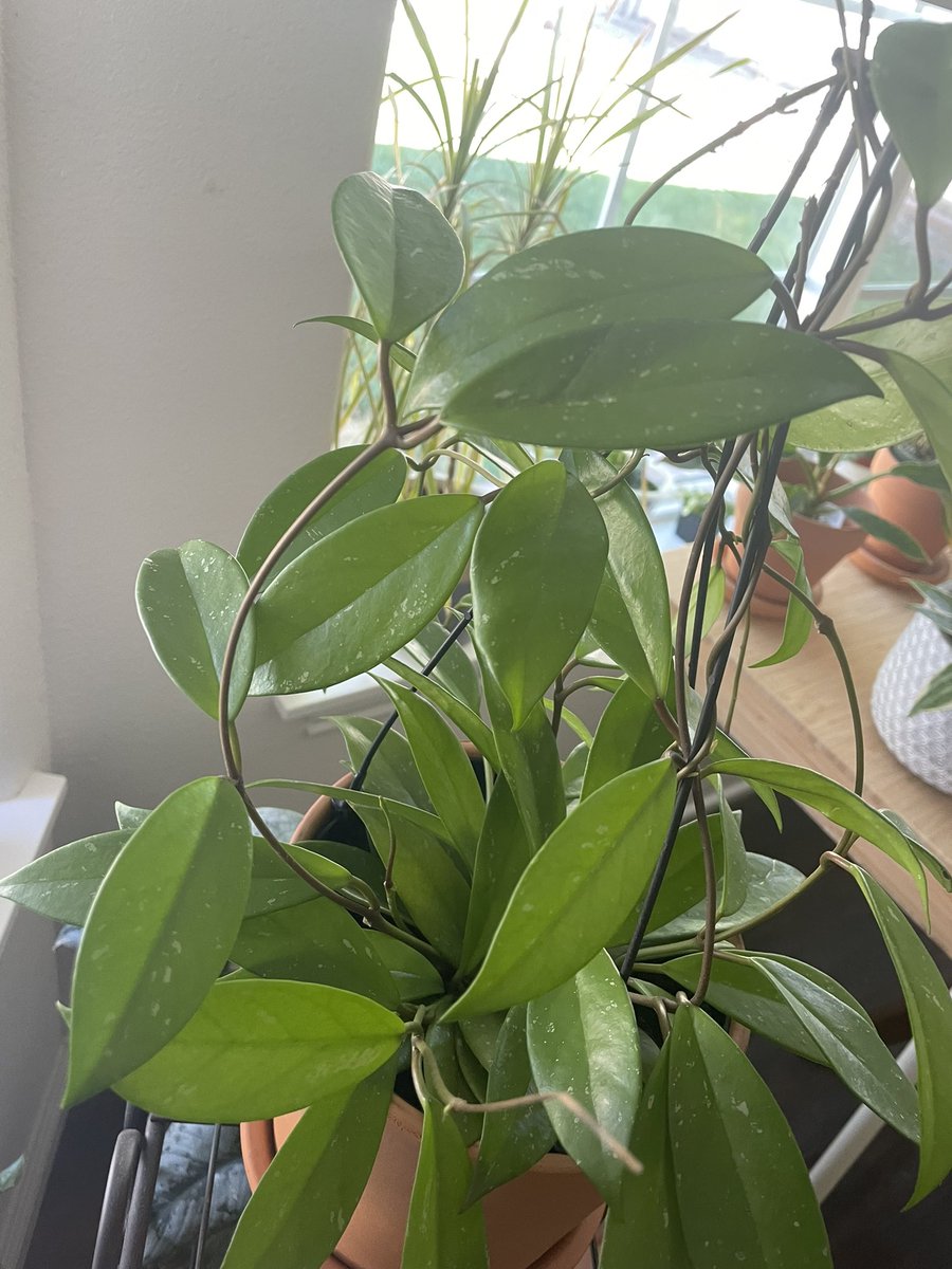 houseplantguy1's tweet photo. Good Morning Plant Twitter 🌞☕️
#houseplants #planttwitter #plants https://t.co/bfZslYa0sC