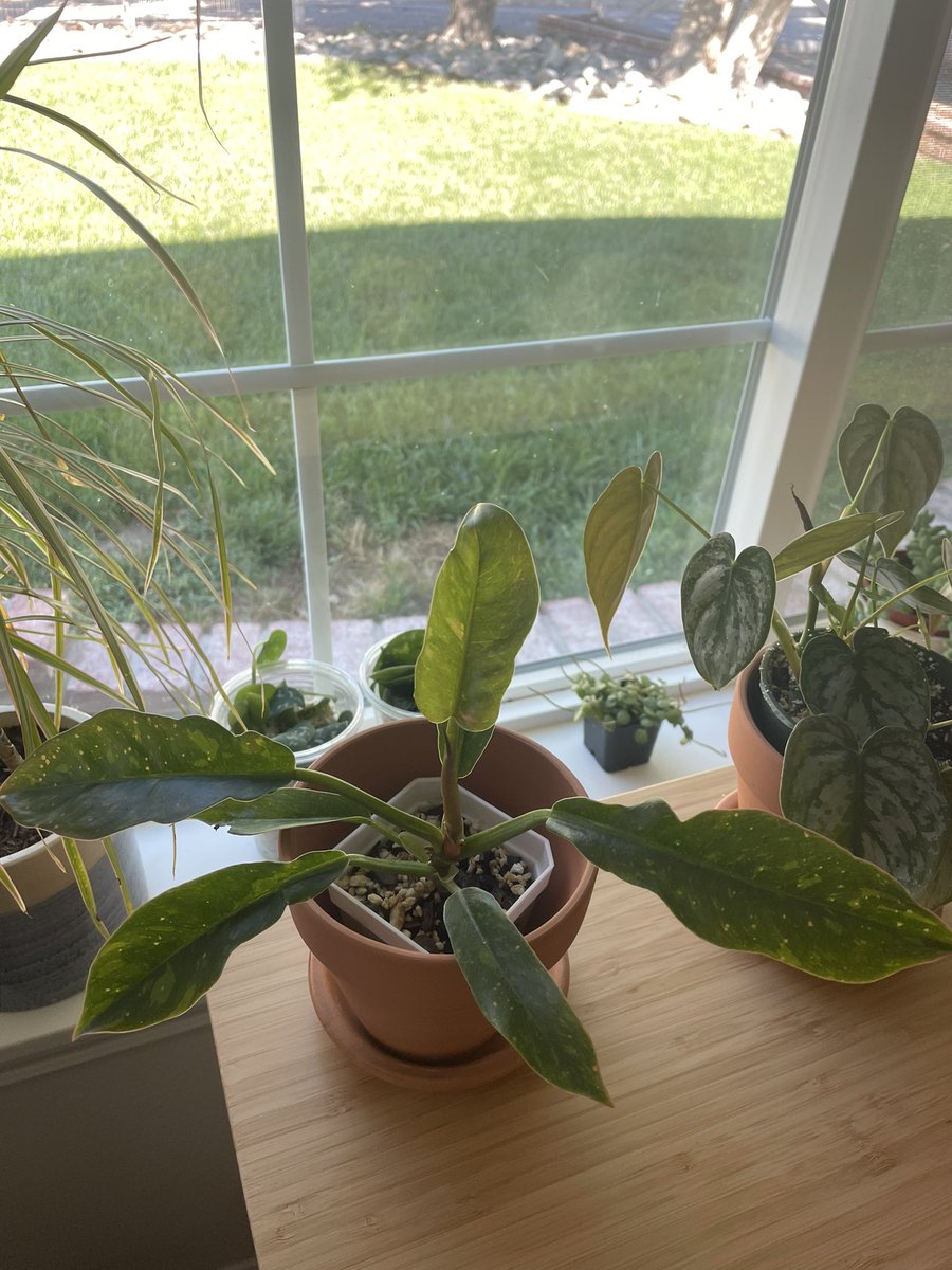 houseplantguy1's tweet photo. Good Morning Plant Twitter 🌞☕️
#houseplants #planttwitter #plants https://t.co/bfZslYa0sC