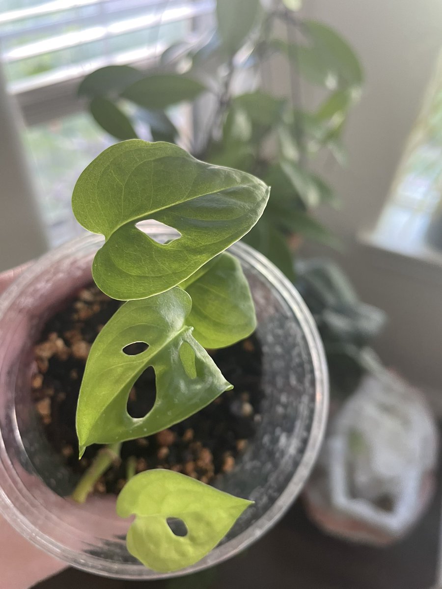 houseplantguy1's tweet photo. Good Morning Plant Twitter 🌞☕️
#houseplants #planttwitter #plants https://t.co/bfZslYa0sC