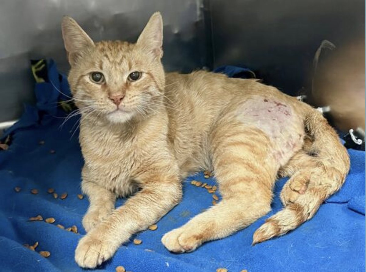 MEDICAL PRIORITY 🚨 🚨🚨for QUINCY 6 yo LEFT HIND LEG INJURIES & FIV+ Stray, found in someone's backyard and thought to have possible issues with hindend/hindlegs 🆘 Please help him before the shelter kills him 💔💔🙏😿🙏🙏🆘🆘🆘🆘🆘🆘🆘🆘🆘🆘🆘🆘🆘