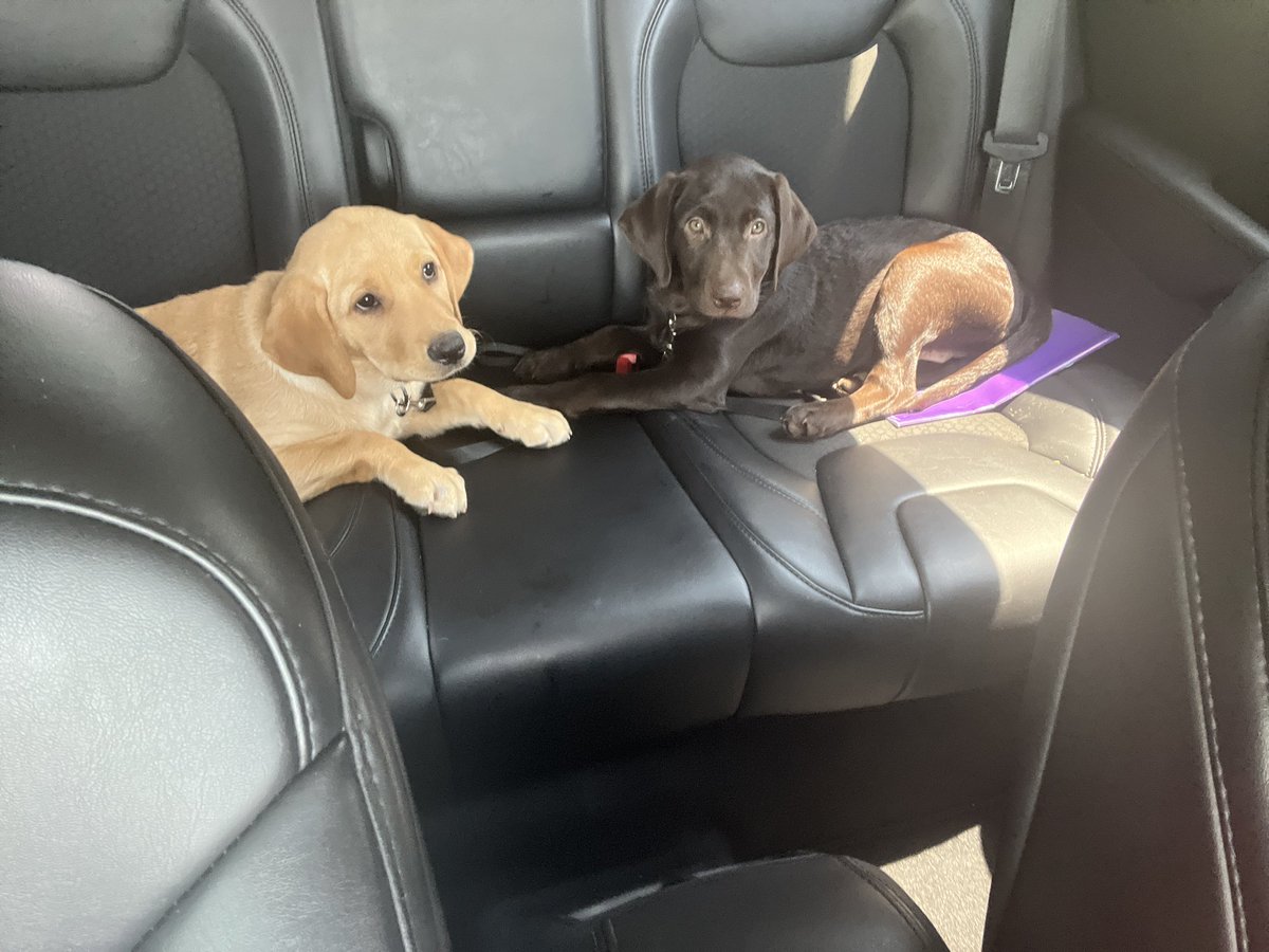CharleneHuber's tweet photo. @Xbox #PartyAnimalsSweepstakes team dog all the way! #xbox https://t.co/QPPnRjQqxf