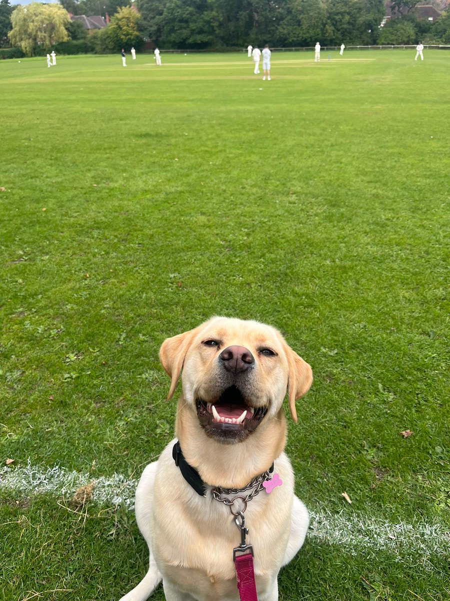 @dogsatcricket Molly the menace down @WeoleyHillCC. Thanks to @dreamerglory for looking after my pooch while I'm away. What a boy.