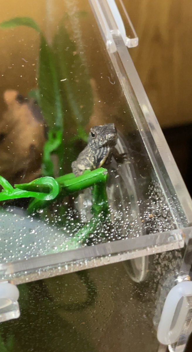 NSkittens's tweet photo. @HourlyLizards Here are my little dudes! https://t.co/rf9259skTY