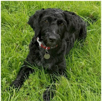 millypod1's tweet photo. SHEBA HOME SAFE. THANKS FOR RT's 😊🐕🐾
🆘23 AUG 2023 #Lost #ScanMe
SHEBA ALSO KNOWN AS RUBY
Black / White Bib Cockerpoo Female
Battle Great Woods #Battle #EastSussex #TN33 What 3 words: blockage.unite.switch https://t.co/yaNQRmGekd https://t.co/Qwb2OIDKsy