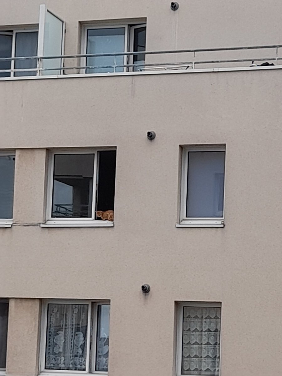 cricri92921's tweet photo. Besoin de conseil ,un chat miaule depuis 2 jours essayant de trouver de l'aide auprès d'un humain, les locataires ont du partir en vacances et le laisser livré à lui même. Le pauvre doit mourir de fain.Que faire?J ai envie de leur défoncer la porte @30millionsdamis @FBB_Officiel https://t.co/ImM86XmXgD