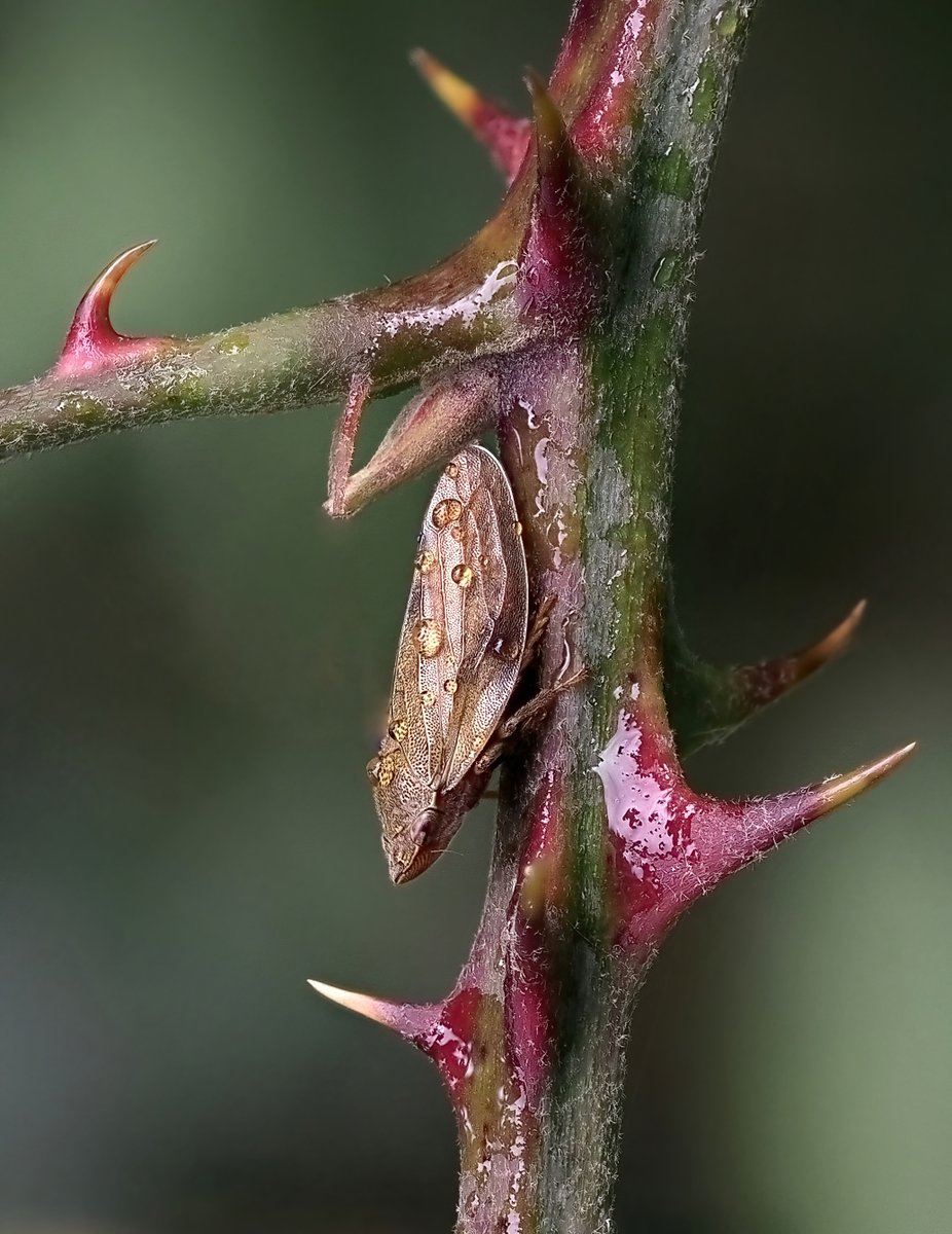 FenPhotos's tweet photo. A #froghopper sheltering from the rain this afternoon on the @greatfen . @NE_WestAnglia @wildlifebcn @OlympusUK @HerewardCountry @FascinatingFens https://t.co/c4w2oKVq3H
