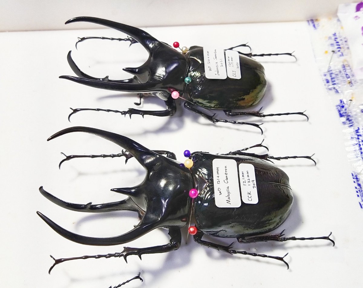 虫 Chalcosoma chiron kirbyi Chalcosoma chiron janssens 新入荷