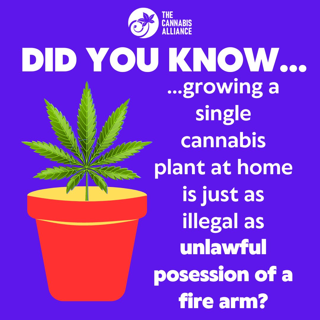 Noon!  Today!  A plant should not be a felony!
thecannabisalliance.us/marchforhomegr…