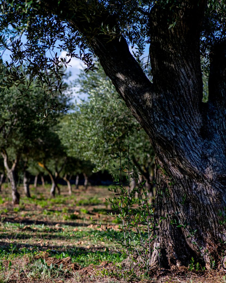Fundación Bosc de la Marquesa tweet media