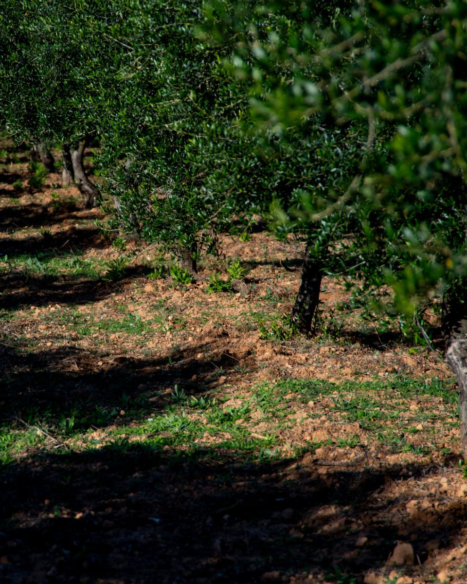 Fundación Bosc de la Marquesa tweet media