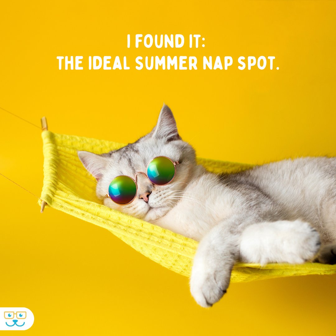 vieraeastvet's tweet image. Embrace the lazy, relaxed vibes of summer with our feline friends as they discover the purrfect spot for their midday siestas. Share your favorite summer cat nap moments and let's celebrate the art of relaxation and tranquility in the warm season! 🌟🏖️ #vieravet #summerpets