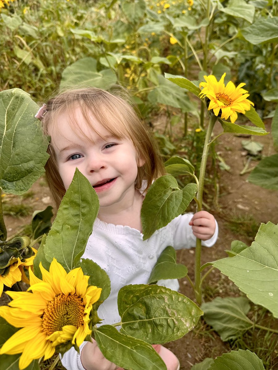 keirving's tweet photo. 🌻 A lovely time at Bigfoot Sunflowers &amp; Pumpkins this morning with Mum &amp; Holli 🌻 https://t.co/aPxWI7U4Qj