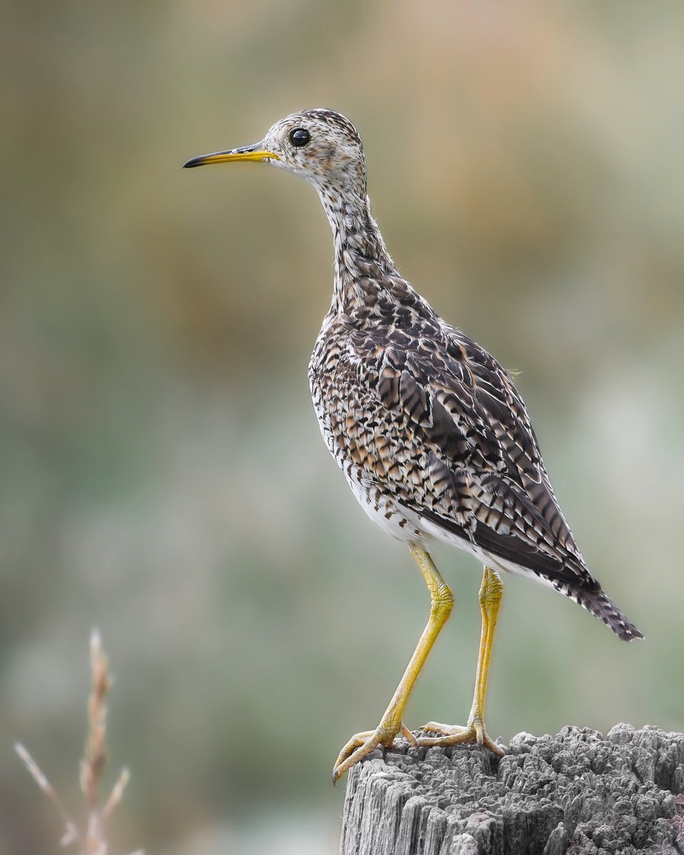 an upland sandpiper! this was my best views ever of one. they are such goofy birds
