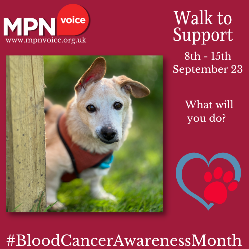 MPNVoice's tweet photo. Walk to support MPN Voice this September! 5K, 10K, or 20K. No fixed venue or country. Walk with your family, friends, or pet. Email Debbie to get started! #WalkToSupport #BloodCancerAwarenessMonth https://t.co/ejtSRRVN6H