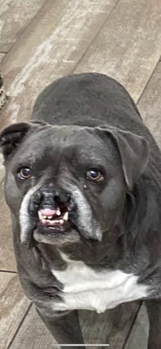 MalbecArises's tweet photo. I know I said "no more dogs" but I feel I need to find this one, because I love his smile. 🥹🥰🥹

Just lookit. Lookit that champ with the chompers 🥹💙

Who am I kidding, I'd take them all. https://t.co/teW8HCIxEX