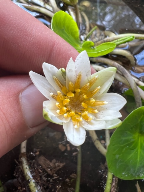 International Team of Botanists Rediscover Extinct Water Lily in Rwanda.... PRESS RELEASE - rwandaherbarium.net/press-release/
Rediscoveries like this don’t happen often! Congrats to the team from National Herbarium of RHelp Save this Species from extinction too!
gofundme.com/.../sav-rwanda…...