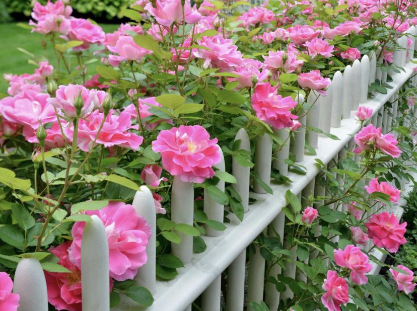 🌸How are everyone’s flowers growing, any pics ? 🌸