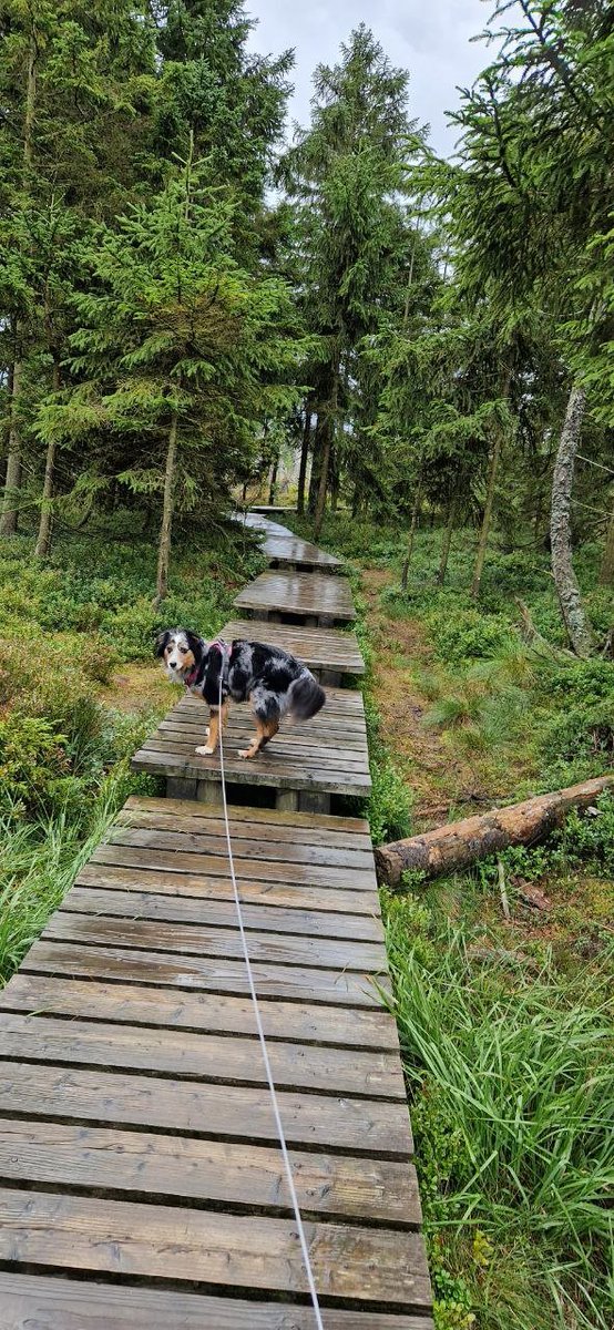 ceta_mina's tweet photo. We went hiking today. It was a lovely trip 😊

#australianshepherd #dogsarefamily #dogsontwitter https://t.co/s5UbTXWbWE