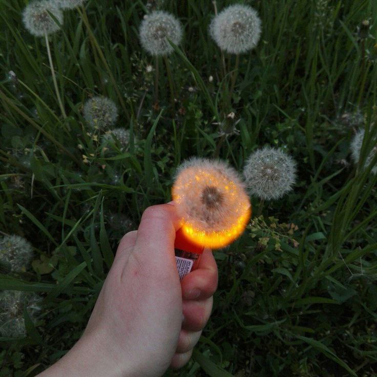 NickyKingSEX's tweet photo. Вы когда-либо видели как горят одуванчики? Попробуйте! Выглядит офигенно https://t.co/7svkH9JTm5