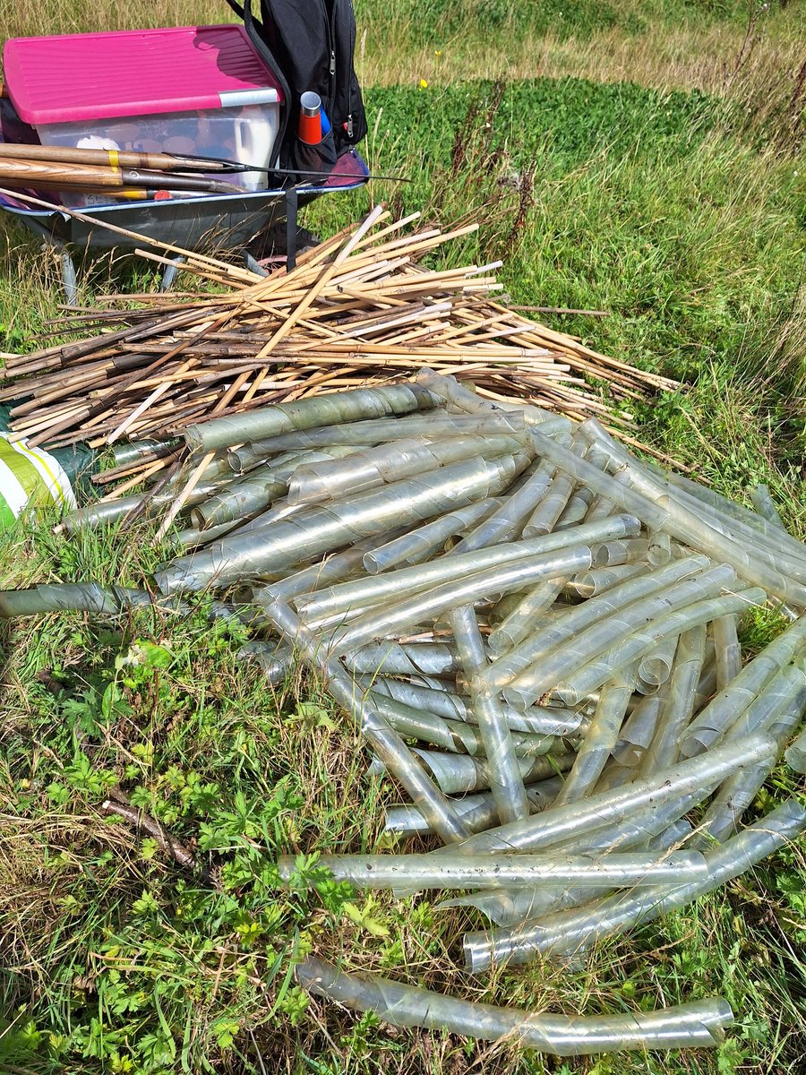 The rather depressing side of conservation work. Every one of the canes in that pile represents a failed sapling. Enthusiastic tree planting is great, but targeted aftercare is vital to avoid wasted effort.