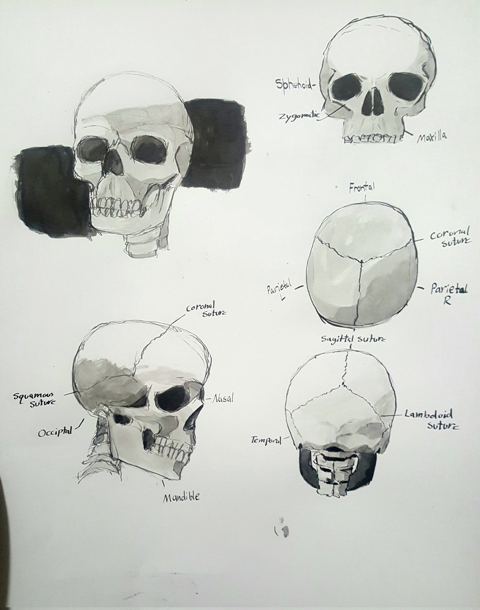 Amangerine's tweet photo. Skull study https://t.co/kH8zIp3PpS