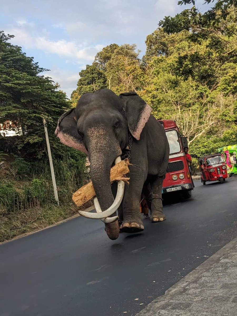 Sri Lanka ❤️ #VisitSriLanka #traveler #traveling #Traveller #traveling #Photographie #Ukraine #PhotoChallenge2023July #vacation #Canada #japanese #England #Australian #wildlifephotography #wildlifephotography #love #wildflowers #animal #Africa #Kenya #Jaguars #Tigres  #ParTYtime