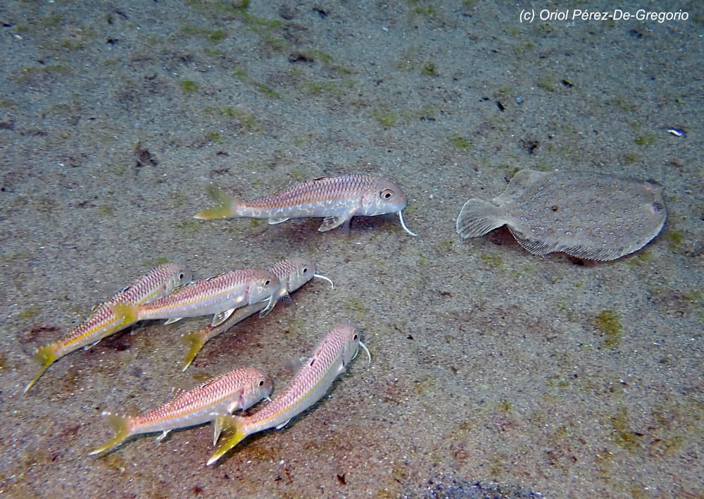 Autor: Oriol Pérez De-Gregorio. Cala Tamariua.