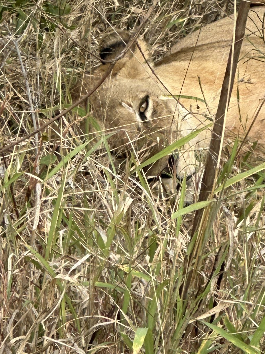 Special thank you to the folks at <a href="/Singita_/">Singita</a> Ebony for being such wonderful hosts for our safari in Sabi Sand, South Africa in July. Allison and I had a life-changing experience. We also appreciate all you do for conservation and sustainability! <a href="/SafariMeAfrica/">Marc Eschenlohr</a>