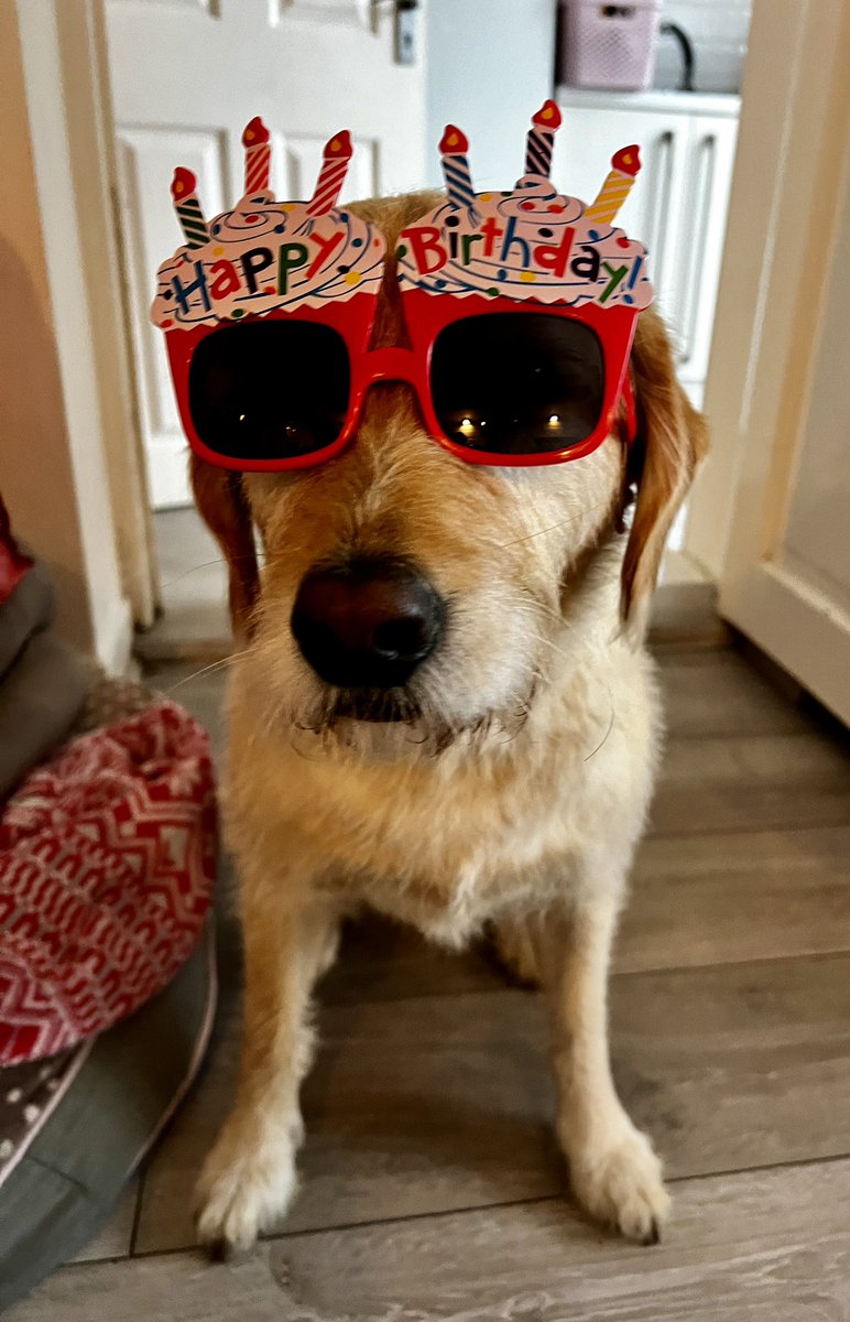 CoastalCustodia's tweet photo. The twins ๐ถ๐ถenjoying their 6th birthday ๐ฅณ and a slap up Sunday lunch to celebrate #dogs #dogsoftwitter #dogsdinner #sundaylunch https://t.co/8hsG8Aqepr