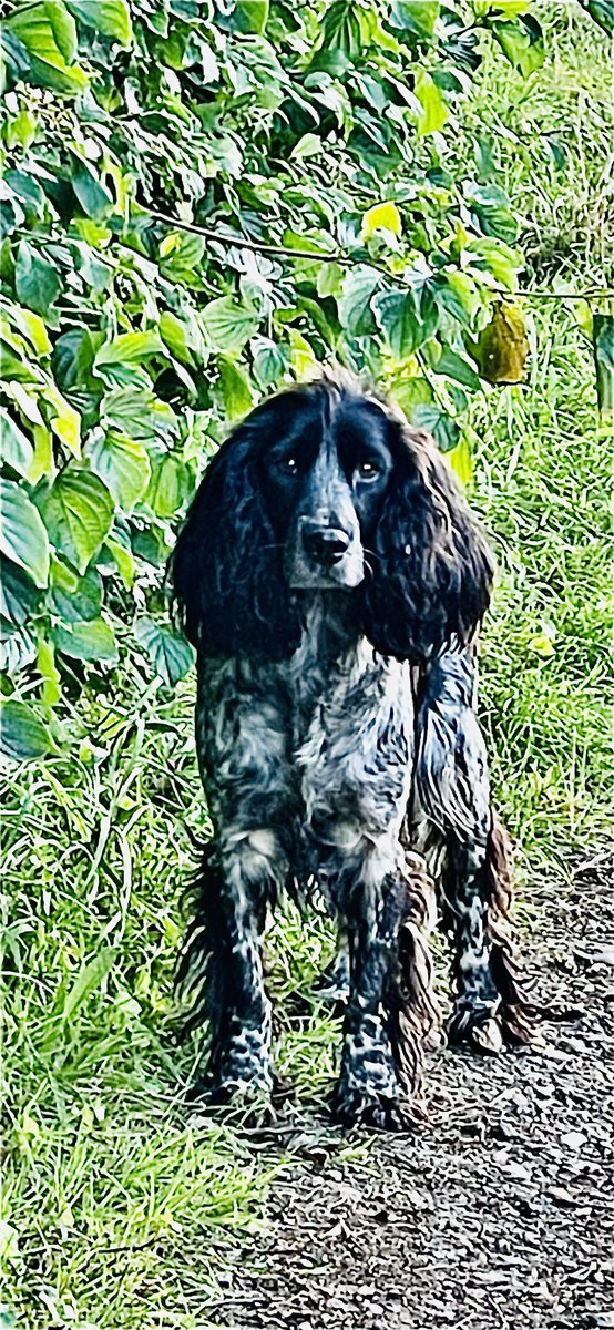 She looked straight into my eyes 🥰 

.
..
...
#InternationalDogDay #sundayvibes