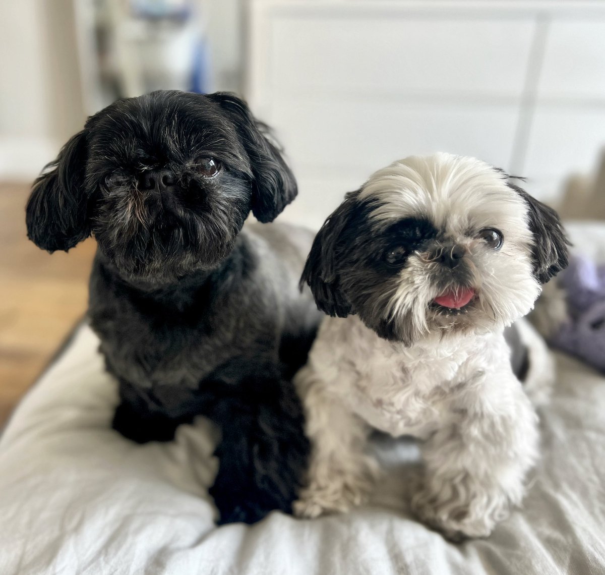 Happy International Dog Day @mowieandmaverick 🐾🖤🎵 
#mowiewowie #maverick #nationaldogday #internationaldogday #love #summer #babies #dogsofinstagram #shihtzu #shihtzulovers #shihtzus #shihtzustation #actout #leighrachelfaith #unleighshed