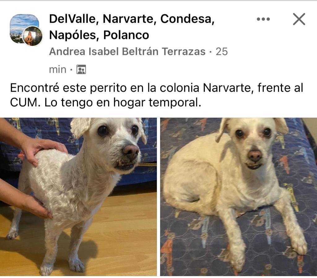 TecStudentPosts's tweet image. Perrito perdido.