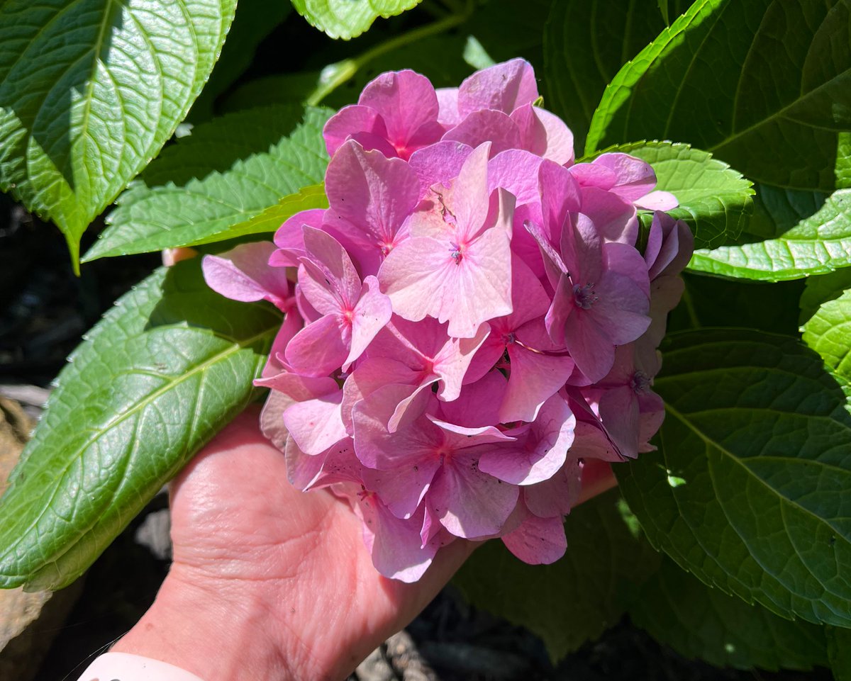 jenkovalov's tweet photo. OMG! Check out these purple bluish blooms. These are my mom’s hydrangeas. Just gorgeous! 🌸 #BigleafHydrangea #LetsDance #BlueJangles https://t.co/ECSEV5ARN2