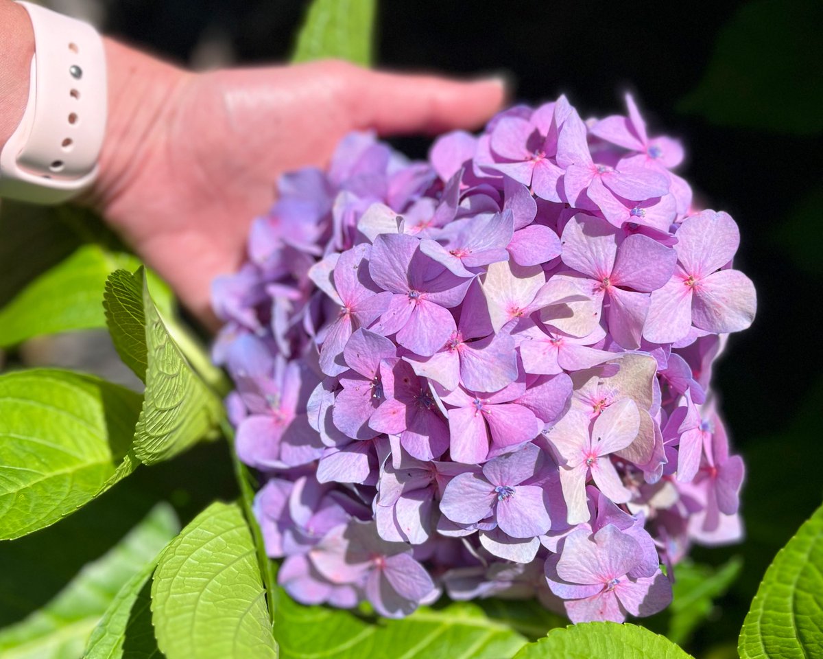 jenkovalov's tweet photo. OMG! Check out these purple bluish blooms. These are my mom’s hydrangeas. Just gorgeous! 🌸 #BigleafHydrangea #LetsDance #BlueJangles https://t.co/ECSEV5ARN2