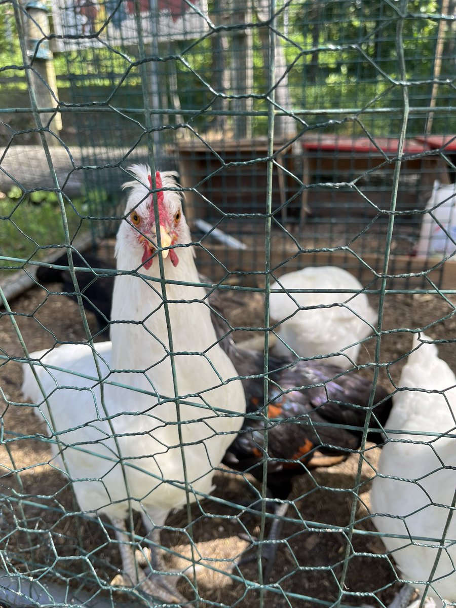 Bungeeeee's tweet photo. Went to the farm to pick up cookies and Tuscan bread, and met this guy. He wants to know what the hell you are looking at. #angrychicken #greatbarrington #berkshires #massachusetts #summer https://t.co/ifdPfC65dh