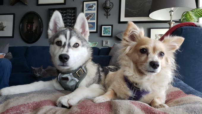 #NationalDogDay ...a day late. (We won't tell them) #ohmel #kevin https://t.co/laAz1lJmle<a href="/tag/nationaldogday"class="tags">#NationalDogDay</a><a href="/tag/kevin"class="tags"><span>#kevin</span></a><a href="/tag/ohmel"class="tags"><span>#ohmel</span></a>