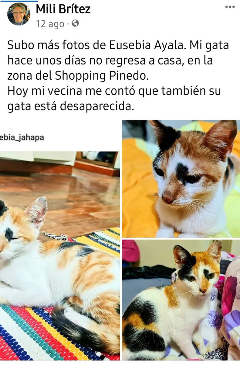 gilvi quiñones tweet media