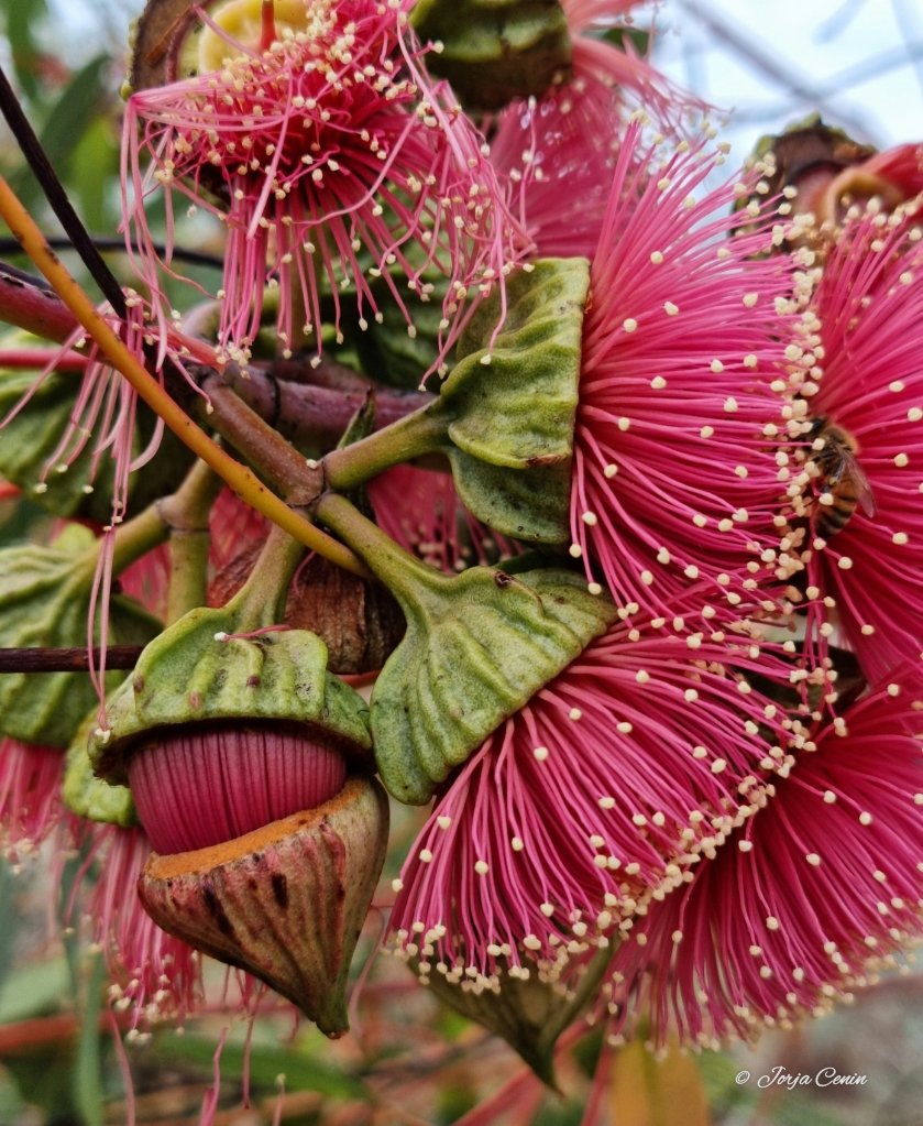 Eucalyptus youngiana 💕 #wildflowerhour #eucbeaut #flowers #beautiful
