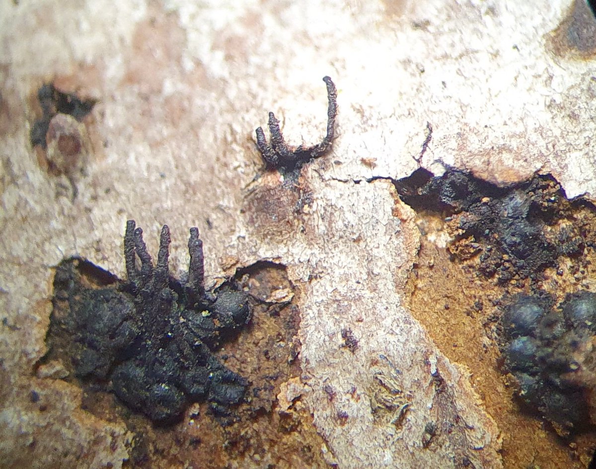 pyrenopeziza's tweet photo. Barbatosphaeria barbirostris, probably third UK find, like spider legs poking out of cracks in the bark. https://t.co/Uy7UOOAZU0
