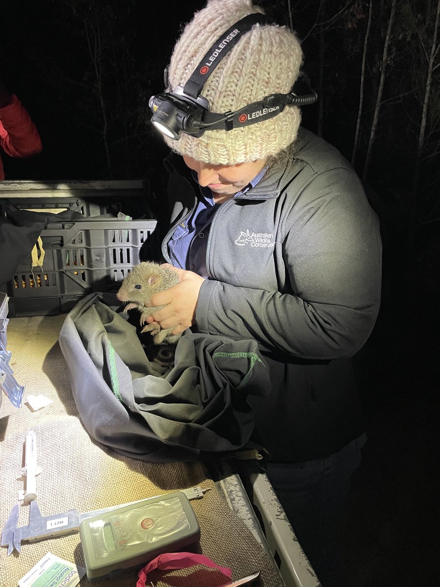 Australian Wildlife Conservancy tweet media