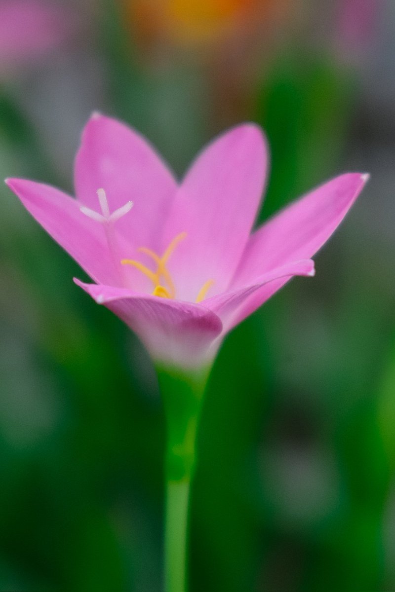 Good Morning X world ❤️